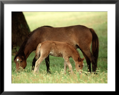 Wild Spanish Mustangs, Outer Banks Nc by John Greim Pricing Limited Edition Print image