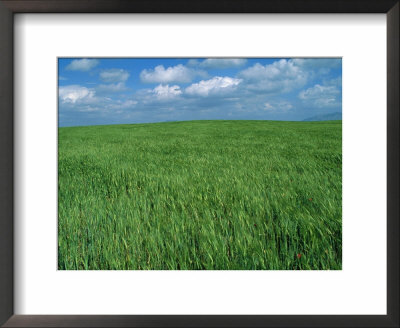Wheat Fields Near Antequera, Spain by Gary Conner Pricing Limited Edition Print image