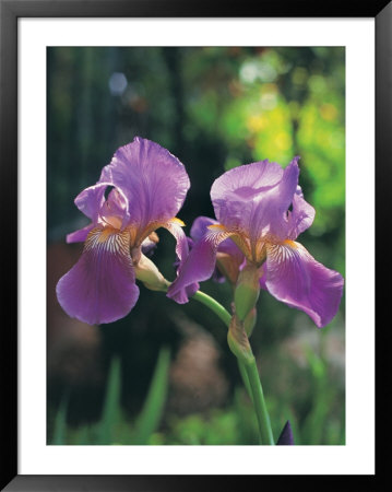 Purple Irises by Claire Rydell Pricing Limited Edition Print image