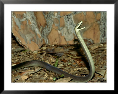 Black Mamba, Dendroaspis Polylepis Venomous, Threat Display, South Africa by Brian Kenney Pricing Limited Edition Print image