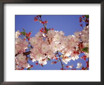 Cherry Blossom by Rudi Von Briel Pricing Limited Edition Print image