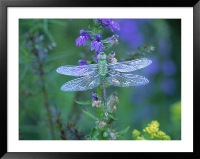 Dragonfly by Lynn M. Stone Pricing Limited Edition Print image
