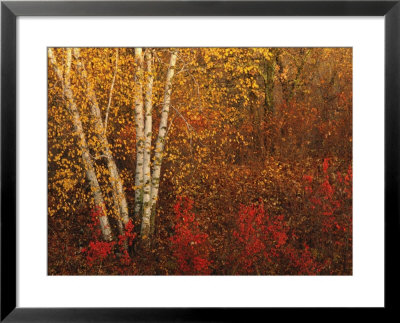 Autumn Colors At Lake Of The Woods, Ontario by Keith Levit Pricing Limited Edition Print image