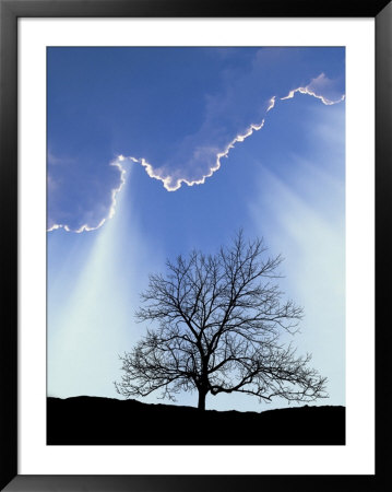 Silhouette Of Tree And Sky by David Davis Pricing Limited Edition Print image