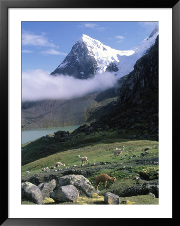 Mt. Ausangate In Rear With Alpacas In Valley, Peru by Shirley Vanderbilt Pricing Limited Edition Print image