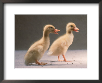 Two Ducklings by Tony Ruta Pricing Limited Edition Print image