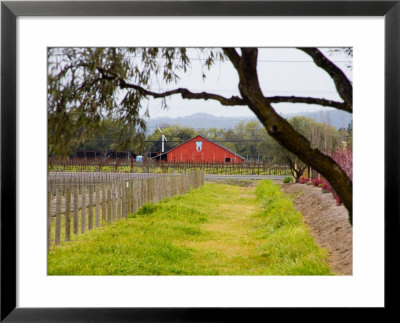 Red Barn Near Vineyards, Napa Valley, California, Usa by Julie Eggers Pricing Limited Edition Print image