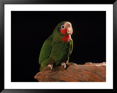 Grand Cayman Amazon Parrot by John Dominis Pricing Limited Edition Print image