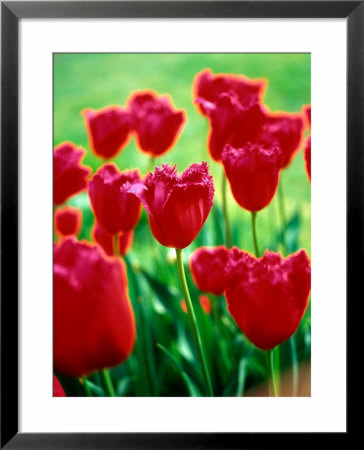 Tulipa, Burgundy Lace (Fringed Type), Close-Up Of Flowers by Pernilla Bergdahl Pricing Limited Edition Print image