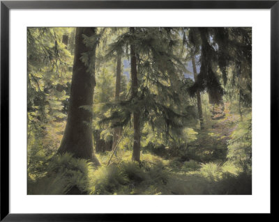 A Scenic View Through A Northern Washington Rain Forest by Annie Griffiths Belt Pricing Limited Edition Print image