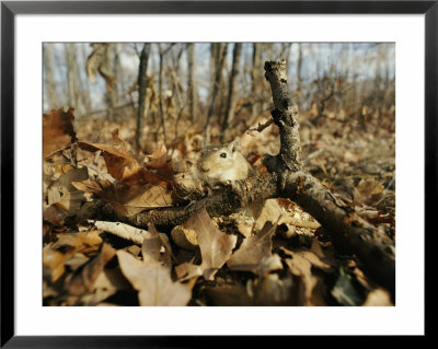 An Escaped Gerbil Peers Over Autumn Leaves by Al Petteway Pricing Limited Edition Print image