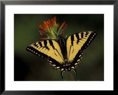 Tiger Swallowtail On Indian Paintbrush, Houghton Lake, Michigan, Usa by Claudia Adams Pricing Limited Edition Print image