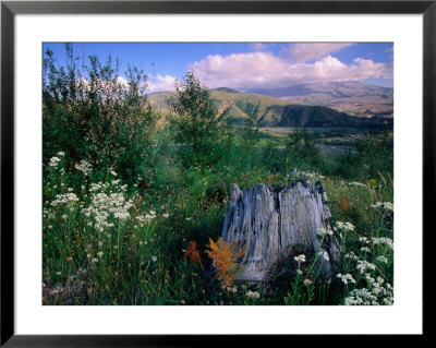 Wildflowers On The Coldwater Ridge Trail In Mt. St. Helens National Volcanic Monument, Usa by John Elk Iii Pricing Limited Edition Print image