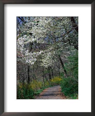 Path, Branch Brook Park, Newark, Nj by Barry Winiker Pricing Limited Edition Print image