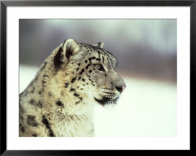 Snow Leopard, Himalayas, Afghanistan by Alan And Sandy Carey Pricing Limited Edition Print image
