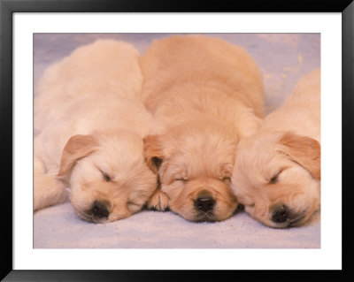 Sleeping Golden Labrador Retriever Puppies by Frank Siteman Pricing Limited Edition Print image