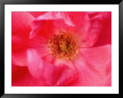 Close View Of Center Of A Peony Flower, Groton, Connecticut by Todd Gipstein Pricing Limited Edition Print image