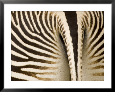 Closeup Of A Grevys Zebra's Rear End by Tim Laman Pricing Limited Edition Print image