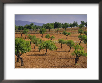 Landscape With Olive Trees, Majorca (Mallorca), Balearic Islands, Spain, Europe by John Miller Pricing Limited Edition Print image