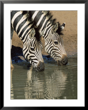 Two Burchell's Zebra, Equus Burchelli, Drinking, Mkhuze Game Reserve, South Africa by Ann & Steve Toon Pricing Limited Edition Print image