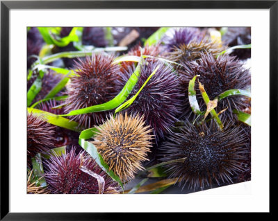 Street Market Stall With Sea Urchins Oursin, Sanary, Var, Cote D'azur, France by Per Karlsson Pricing Limited Edition Print image