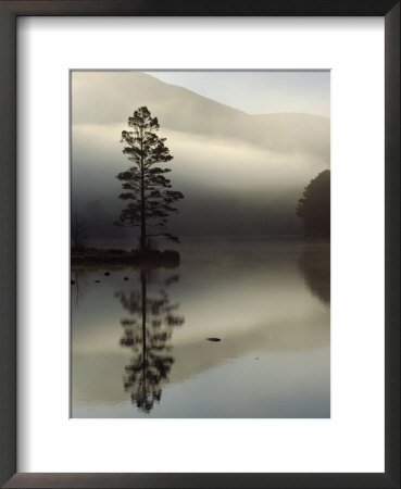 Scots Pine Tree Reflected In Lake At Dawn, Loch An Eilean, Scotland, Uk by Pete Cairns Pricing Limited Edition Print image