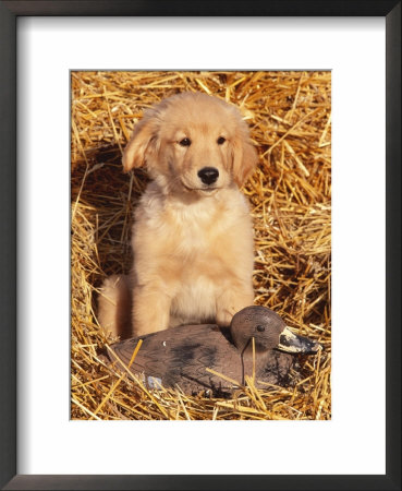 Golden Retriever Puppy With Decoy Duck, Usa by Lynn M. Stone Pricing Limited Edition Print image