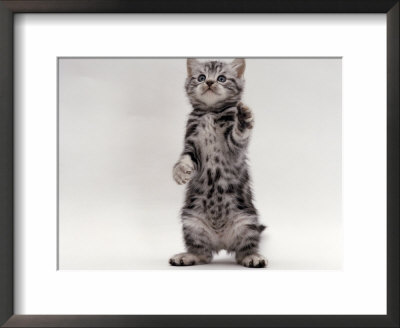 Domestic Cat, Kitten Standing On Rear Legs by Jane Burton Pricing Limited Edition Print image