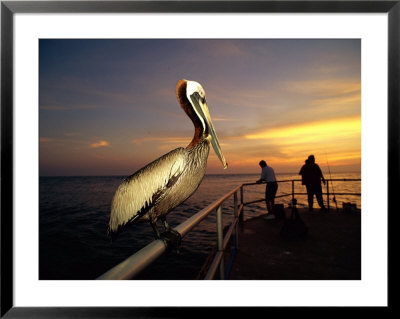 A Brown Pelican Sits On The Pier Railing At Sunset, While People Fish In The Background by Scott Sroka Pricing Limited Edition Print image