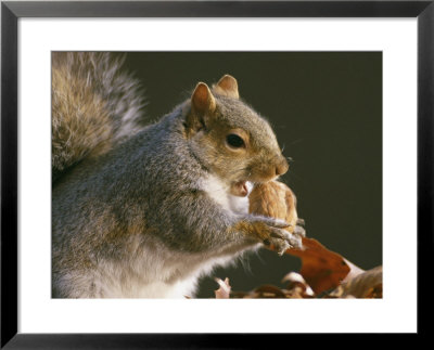 An Eastern Gray Squirrel Eats A Walnut by Chris Johns Pricing Limited Edition Print image