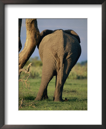 Rear View Of An African Elephant Scratching Himself Against A Tree Trunk by Beverly Joubert Pricing Limited Edition Print image