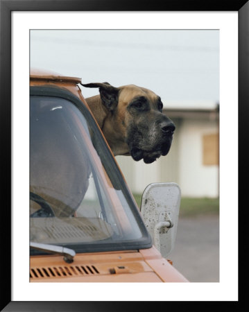 View Of A Great Dane Sticking Its Head Out A Window Of A Parked Car by Joseph H. Bailey Pricing Limited Edition Print image