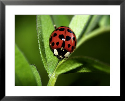 Nine Spotted Lady Bug Beetle by Larry F. Jernigan Pricing Limited Edition Print image