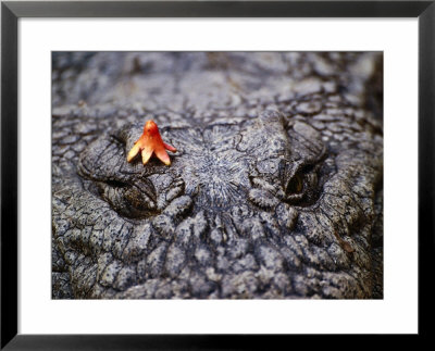 Crocodile, Zimbabwe by David Wall Pricing Limited Edition Print image