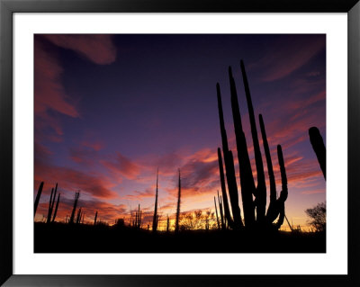 Bojum Tree And Cardon Cactus, Catavina Desert National Reserve, Baja Del Norte, Mexico by Gavriel Jecan Pricing Limited Edition Print image
