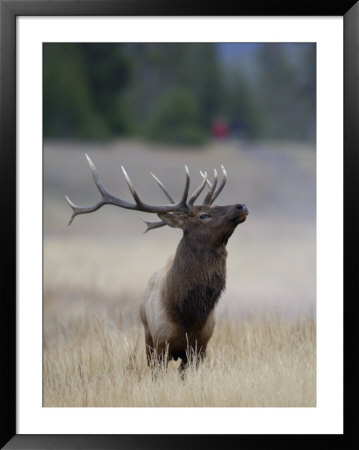 Elk Prancing, Yellowstone National Park, Wyoming, Usa by Rolf Nussbaumer Pricing Limited Edition Print image
