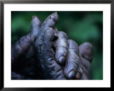 Male Chimpanzee Clasps His Foot, Gombe National Park, Tanzania by Kristin Mosher Pricing Limited Edition Print image
