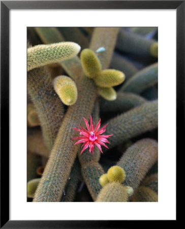Cactus Flower, Kelantan, Malaysia by Olivier Cirendini Pricing Limited Edition Print image