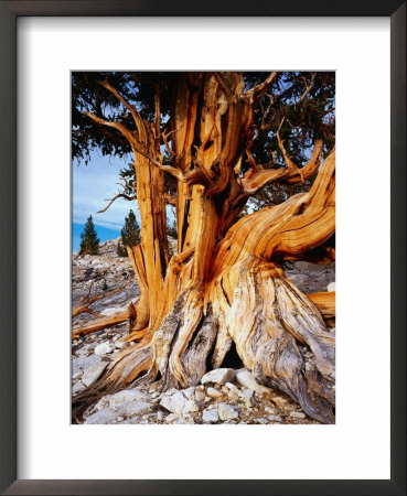 Bristlecone Pine Tree At White Mountain, California, Usa by Rob Blakers Pricing Limited Edition Print image