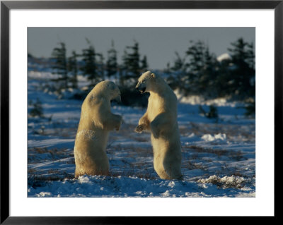 A Pair Of Polar Bears (Ursus Maritimus) Stand On Their Hind Legs Prepared To Wrestle One Another by Norbert Rosing Pricing Limited Edition Print image