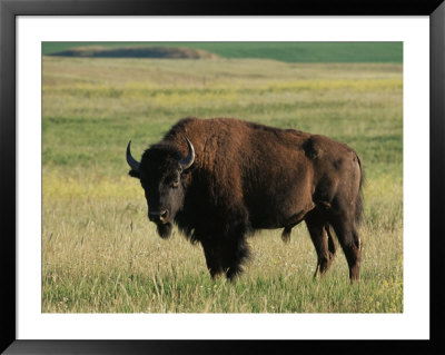 Bison (Bison Bison), Theodore Roosevelt National Park, North Dakota by James Hager Pricing Limited Edition Print image