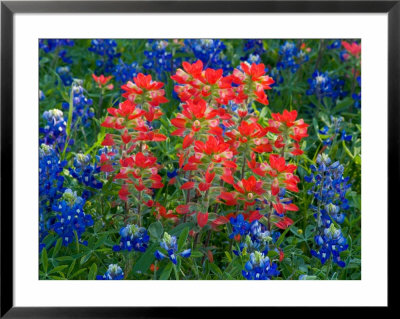Blue Bonnets And Paint Brush In Texas Hill Country, Usa by Darrell Gulin Pricing Limited Edition Print image