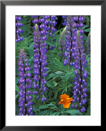 Lupine With Orange Poppy, Enumclaw, Washington, Usa by Jamie & Judy Wild Pricing Limited Edition Print image