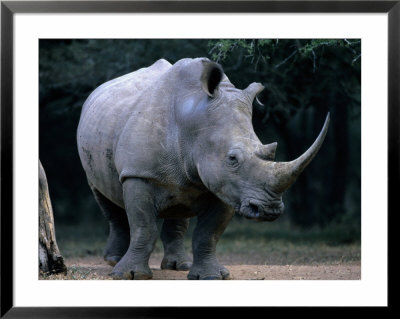 White Rhinoceros, Mkuzi Game Reserve, Mkuzi Game Reserve, Kwazulu-Natal, South Africa by Carol Polich Pricing Limited Edition Print image