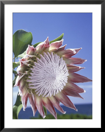 King Protea With Blue Sky, Maui, Hawaii, Usa by Darrell Gulin Pricing Limited Edition Print image