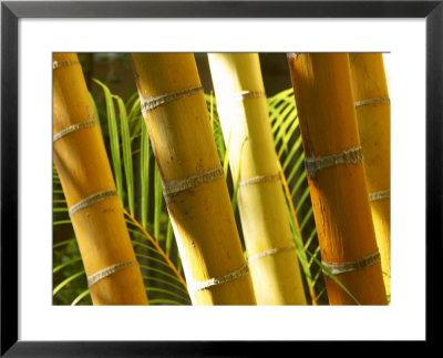 Bamboo Stems, Queensland Australia by David Wall Pricing Limited Edition Print image