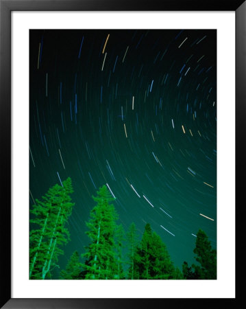 Star Trails And Pine Trees In Night Sky, Montana, Usa by Gareth Mccormack Pricing Limited Edition Print image