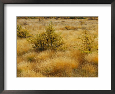 A Grassland View Of Cape Breton Highland National Park by Raymond Gehman Pricing Limited Edition Print image