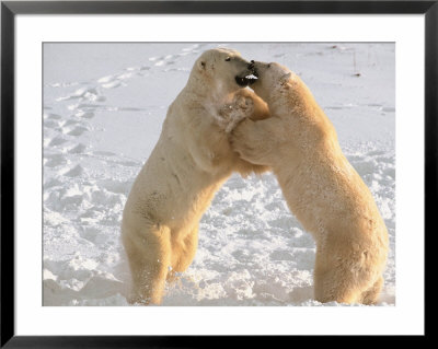 Polar Bears Sparring On Frozen Tundra Of Hudson Bay, Churchill, Manitoba by Dee Ann Pederson Pricing Limited Edition Print image