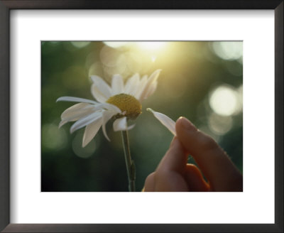 Person's Hand Pulling Petals Off Daisy by Jon Riley Pricing Limited Edition Print image